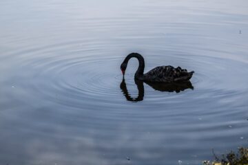a black swan in a lake