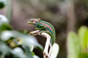 Chameleon on branch