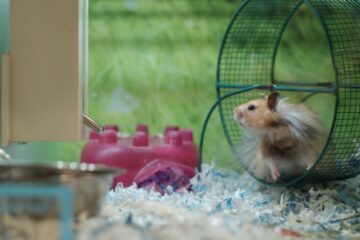 Hamster in a wheel